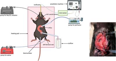 Application of the steady-state intestinal perfusion system in measuring intestinal fluid absorption and bicarbonate secretion in vivo